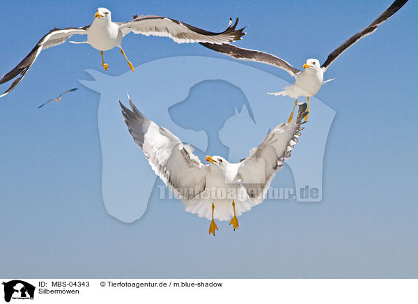 Silbermwen / European herring gulls / MBS-04343