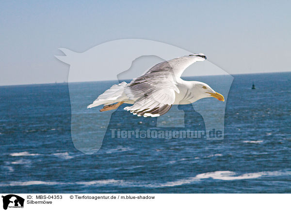 Silbermwe / European herring gull / MBS-04353