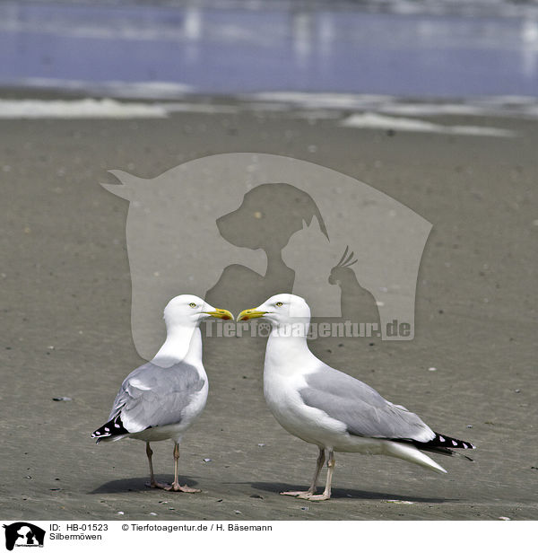 Silbermwen / European herring gulls / HB-01523