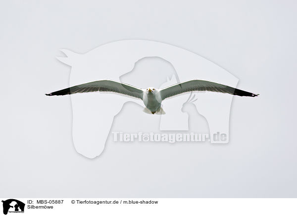 Silbermwe / European herring gull / MBS-05887