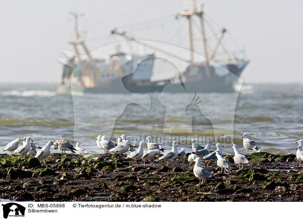 Silbermwen / European herring gulls / MBS-05888