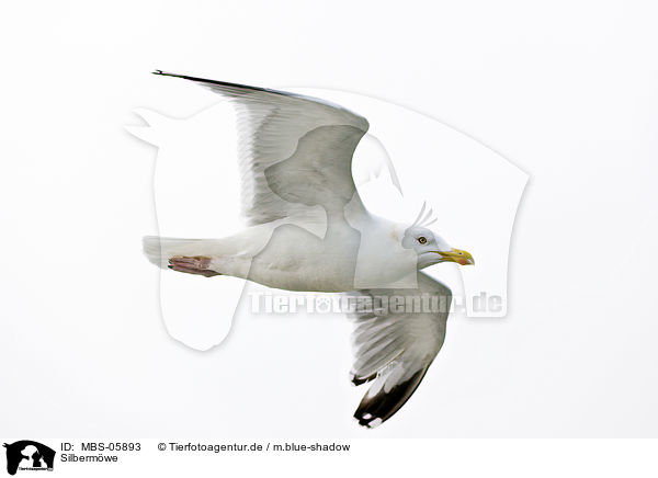 Silbermwe / European herring gull / MBS-05893