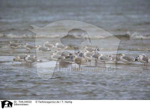 Silbermwen / European herring gulls / THA-04630