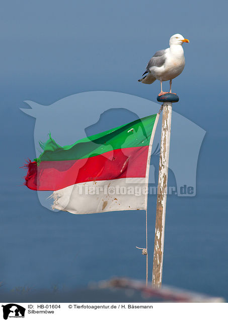 Silbermwe / common herring gull / HB-01604