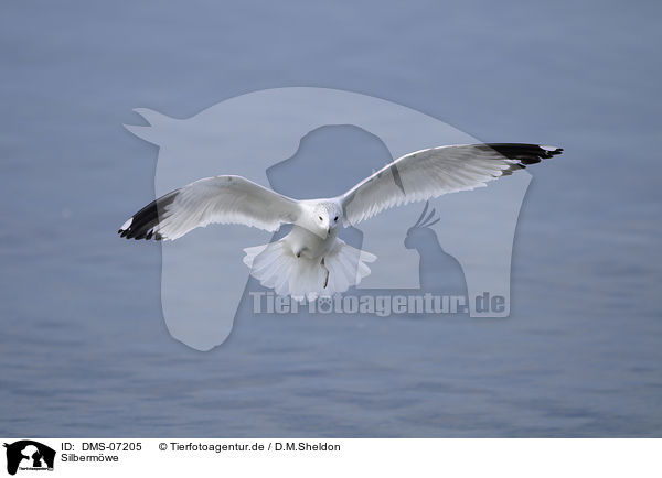 Silbermwe / European herring gull / DMS-07205