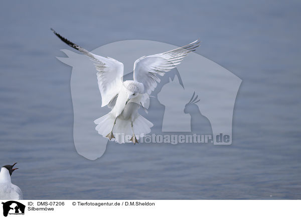 Silbermwe / European herring gull / DMS-07206