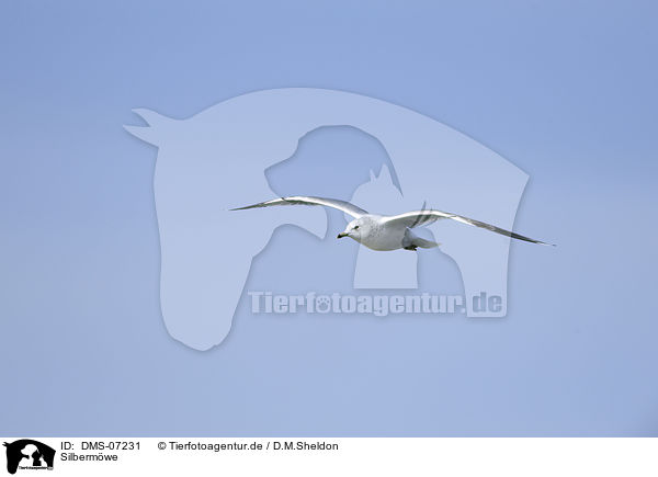 Silbermwe / European herring gull / DMS-07231