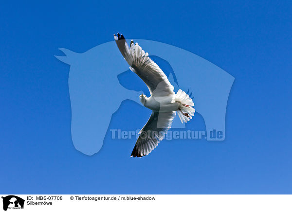Silbermwe / European herring gull / MBS-07708
