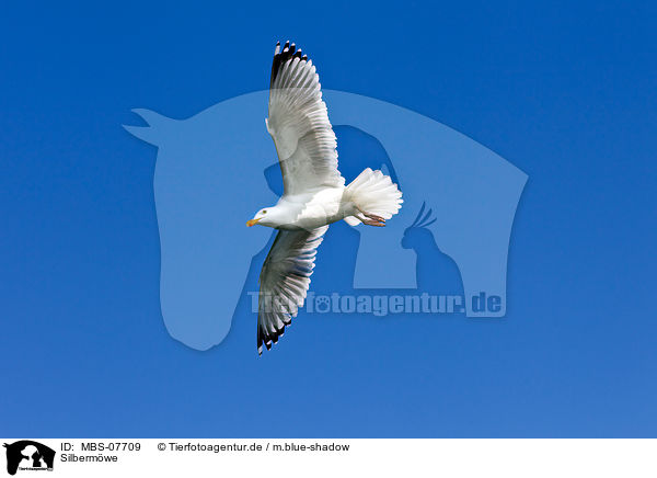Silbermwe / MBS-07709