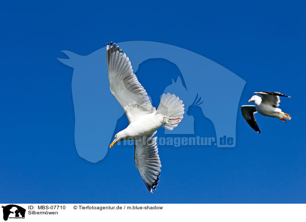 Silbermwen / European herring gulls / MBS-07710
