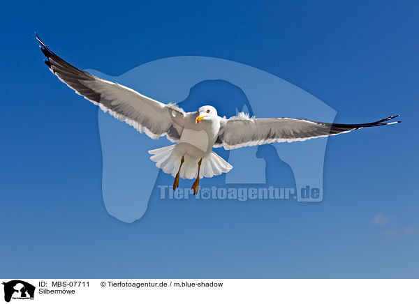 Silbermwe / MBS-07711