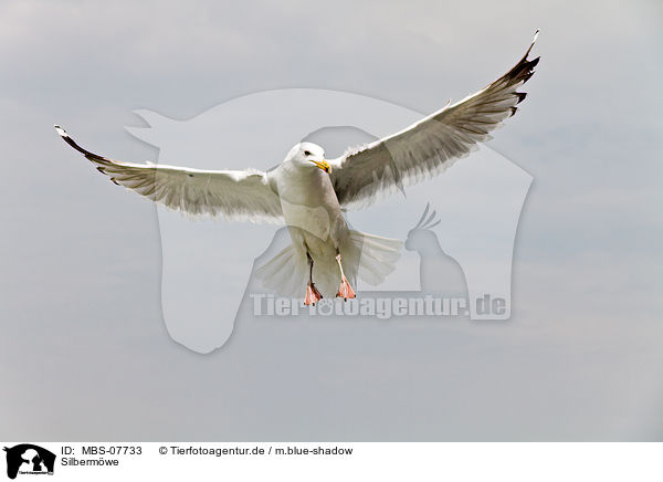 Silbermwe / European herring gull / MBS-07733