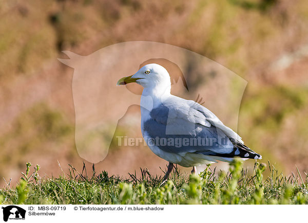 Silbermwe / European herring gull / MBS-09719
