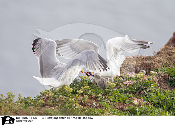 Silbermwen / Common gulls / MBS-11138