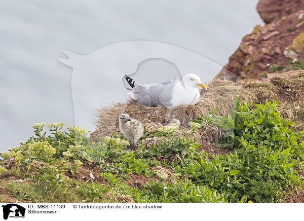 Silbermwen / Common gulls / MBS-11139