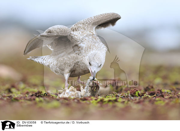 Silbermwe / Common European Gull / DV-03058