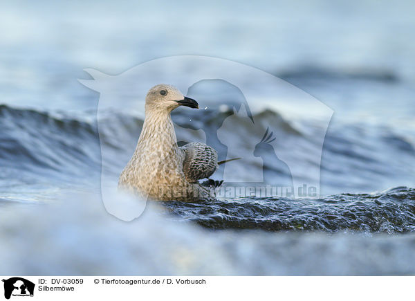 Silberm�we / DV-03059
