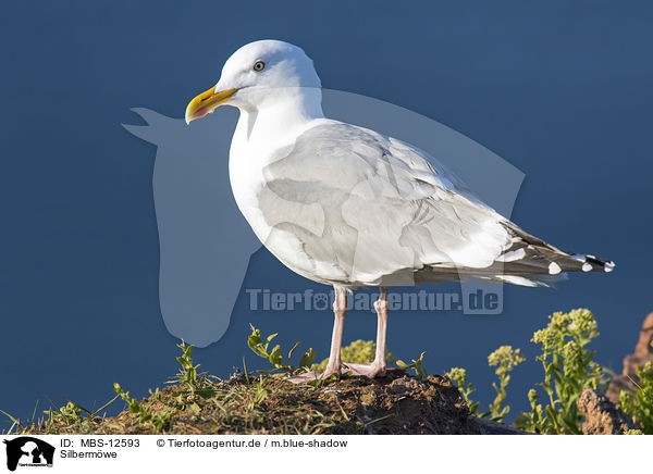 Silbermwe / European herring gull / MBS-12593