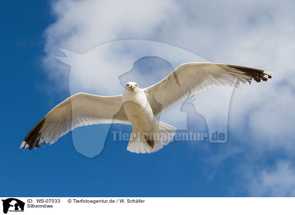 Silbermwe / common European gull / WS-07033