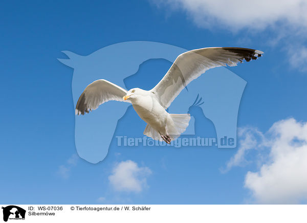 Silbermwe / common European gull / WS-07036