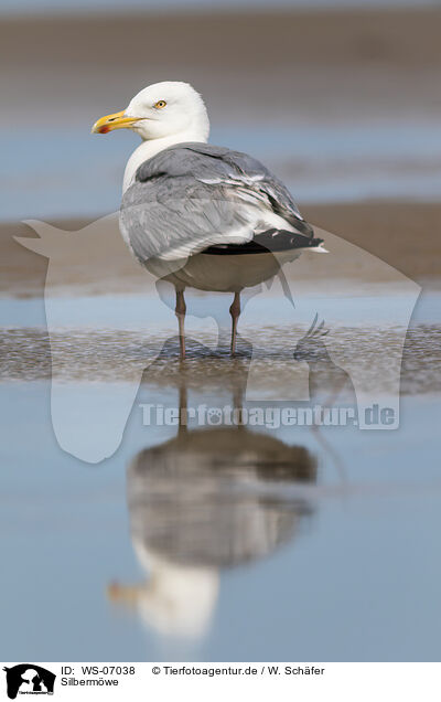 Silbermwe / common European gull / WS-07038