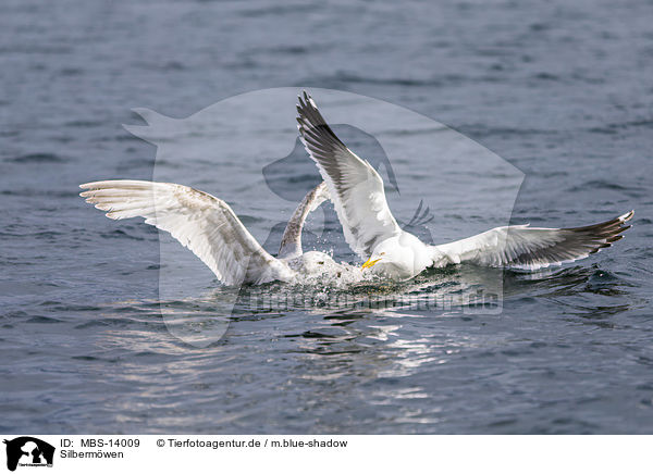 Silbermwen / European herring gulls / MBS-14009