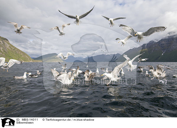 Silbermwen / European herring gulls / MBS-14011