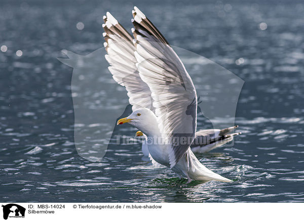 Silbermwe / European herring gull / MBS-14024