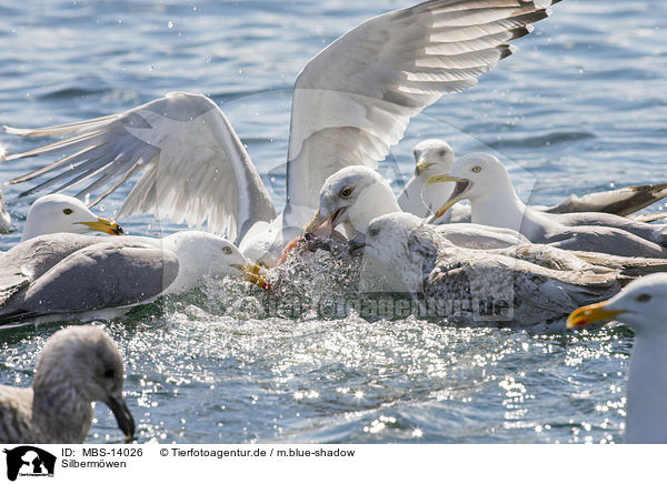 Silbermwen / European herring gulls / MBS-14026