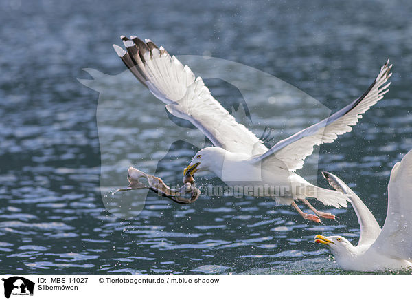 Silbermwen / European herring gulls / MBS-14027