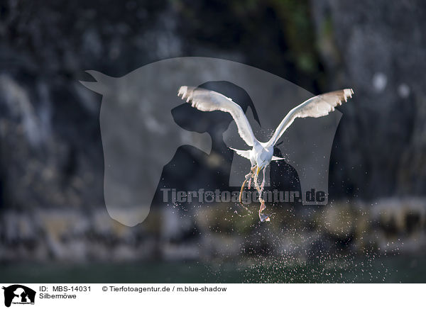 Silbermwe / European herring gull / MBS-14031