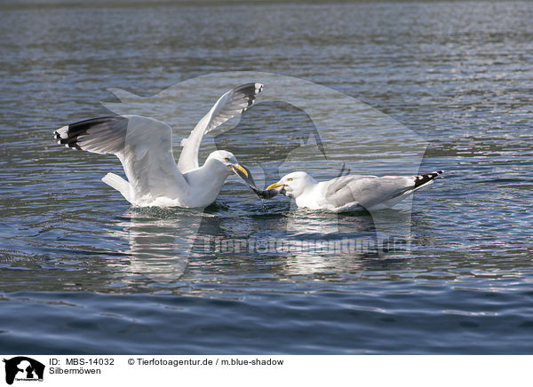 Silbermwen / European herring gulls / MBS-14032