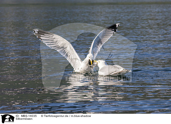 Silbermwen / European herring gulls / MBS-14035