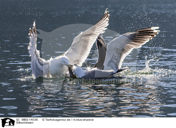 Silbermwen / European herring gulls / MBS-14036