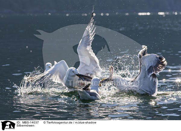 Silbermwen / European herring gulls / MBS-14037