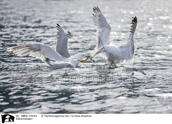 Silbermwen / European herring gulls / MBS-14044