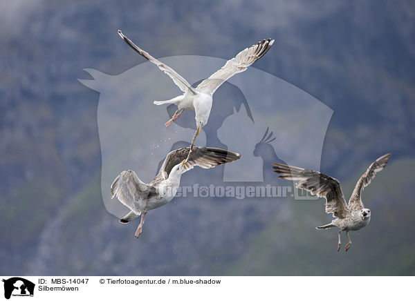 Silbermwen / European herring gulls / MBS-14047