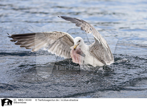 Silbermwe / European herring gull / MBS-14048