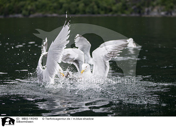 Silbermwen / European herring gulls / MBS-14049
