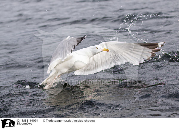 Silbermwe / European herring gull / MBS-14051