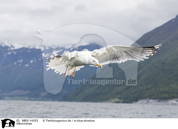 Silbermwe / European herring gull / MBS-14053
