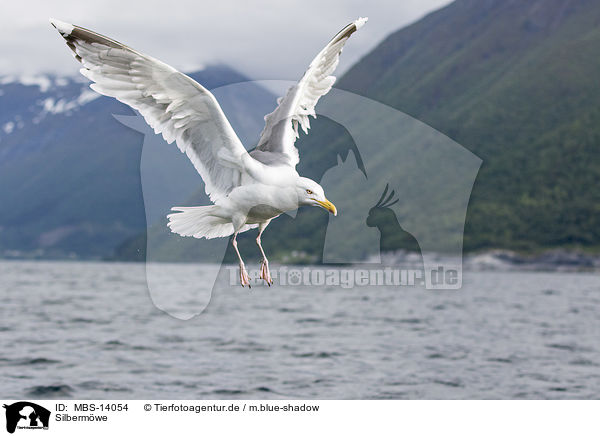 Silbermwe / European herring gull / MBS-14054