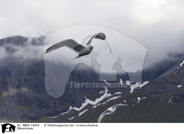 Silbermwe / Common Gull / MBS-14604