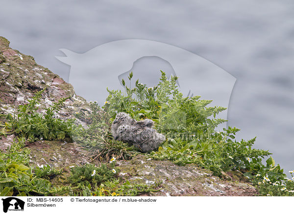 Silbermwen / Common Gulls / MBS-14605
