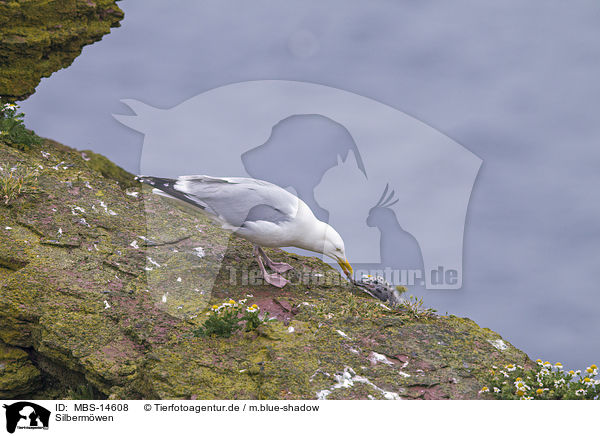 Silbermwen / Common Gulls / MBS-14608