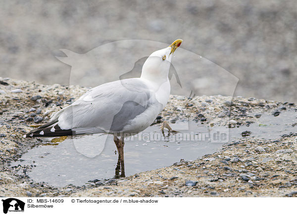 Silbermwe / Common Gull / MBS-14609