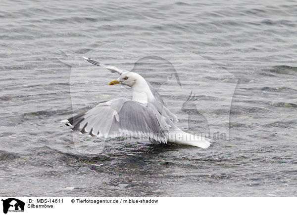 Silbermwe / Common Gull / MBS-14611