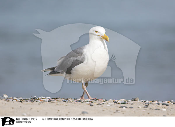 Silbermwe / Common Gull / MBS-14613