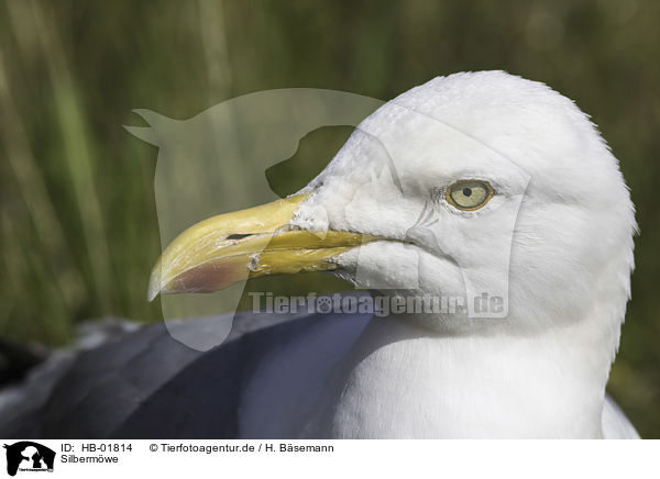 Silbermwe / Common European Gull / HB-01814