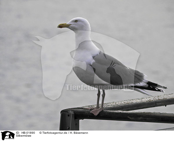 Silbermwe / common european gull / HB-01890